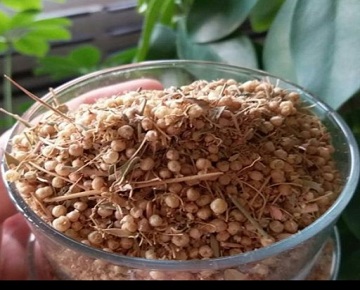 خواص افتیمون؛ گیاهی دارویی از گونه پیچکیان