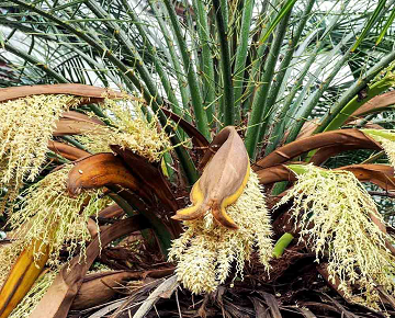 افزایش قدرت باروری و انرژی با گرده نخل