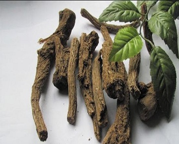 روغن قسط مناسب ماساژ، معرفی و خواص