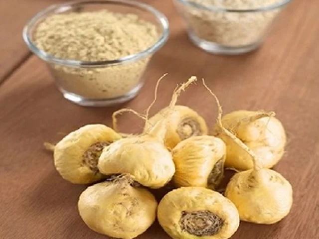 گیاه ماکا: معجزه طبیعی برای باروری، تقویت میل جنسی و افزایش انرژی بدن