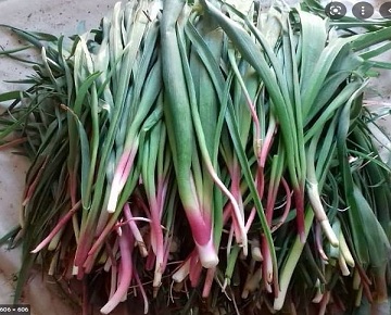 خواص بن سرخ،پیشگیری و درمان سنگ کلیه و انواع سرطان