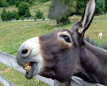 خواص روغن الاغ در درمان دردهای عضلانی و سیاتیک